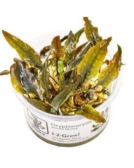 Cryptocoryne Mi Oya - Limited Edition